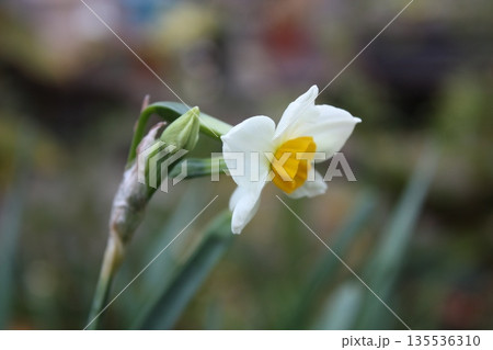 春先に咲くスイセンの花 春先に咲くスイセンの花 135536310