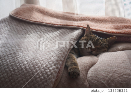 眠るキジトラ 135536331