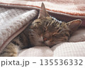 眠るキジトラ 135536332