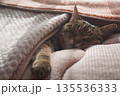 眠るキジトラ 135536333