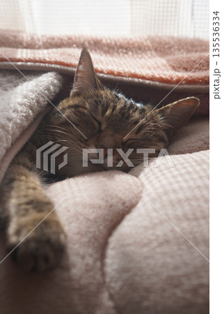 眠るキジトラ 135536334