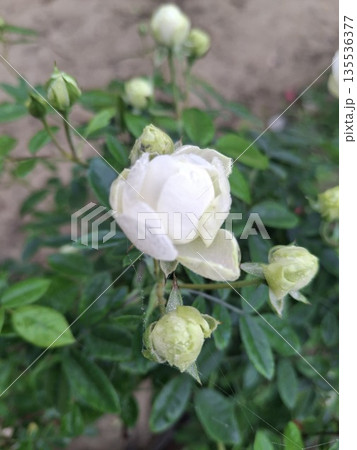 Close-up of a white rose flower with green leaves and buds in a garden setting 135536377