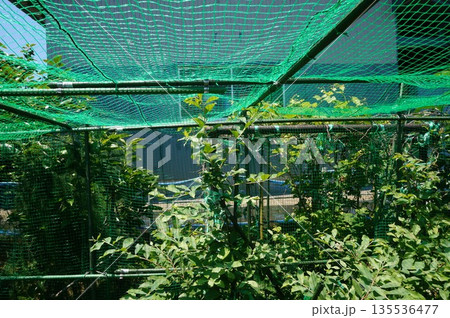 ブルーベリー ブルーベリー 135536477