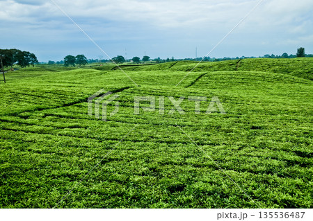 beautiful view of tea plantation with clear sky as background 135536487