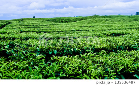 beautiful view of tea plantation with clear sky as background beautiful view of tea plantation with clear sky as background 135536497