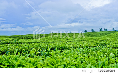 beautiful view of tea plantation with clear sky as background 135536504