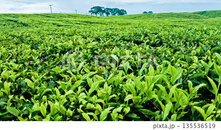 beautiful view of tea plantation with clear sky as background 135536519