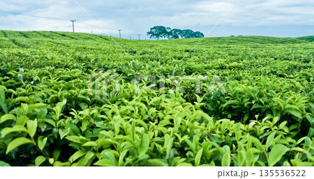 beautiful view of tea plantation with clear sky as background 135536522