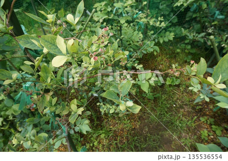 ブルーベリー ブルーベリー 135536554