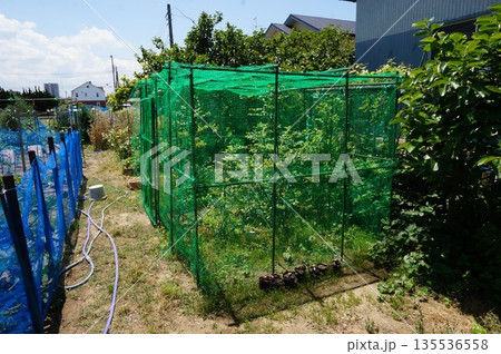 ブルーベリー 135536558