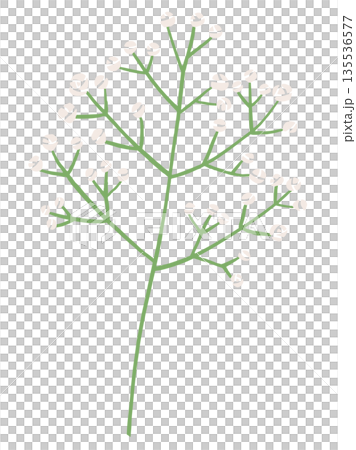 かすみ草のベクターイラスト|ナチュラルで上品な花素材・フラワーデザイン かすみ草のベクターイラスト|ナチュラルで上品な花素材・フラワーデザイン 135536577