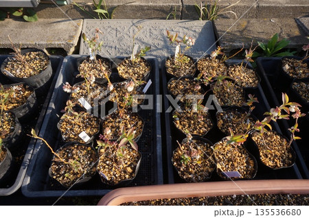 ブルーベリー挿し木 ブルーベリー挿し木 135536680