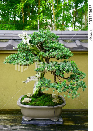 9638 盆栽 一位 BONSAI 9638 盆栽 一位 BONSAI 135536688