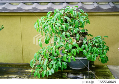 9639 盆栽 美男かずら BONSAI 9639 盆栽 美男かずら BONSAI 135536689