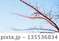 雪どけ間近の樹木の枝 135536834