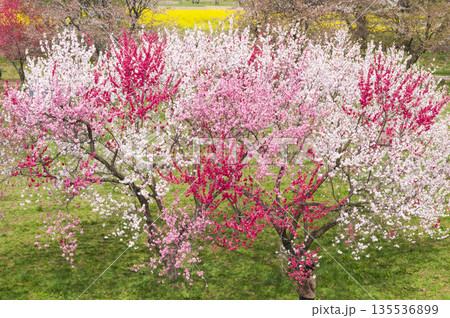 長野県小布施市　千曲川ふれあい公園の菜の花桃 135536899