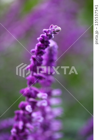 アメジストセージの花穂 アメジストセージの花穂 135537541