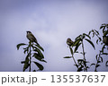 木に止まるスズメ 135537637