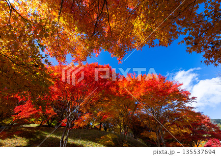 長野県上伊那郡箕輪町東箕輪　紅葉の名所もみじ湖（箕輪ダム）竹の尾広場付近の鮮やかなモミジ 135537694