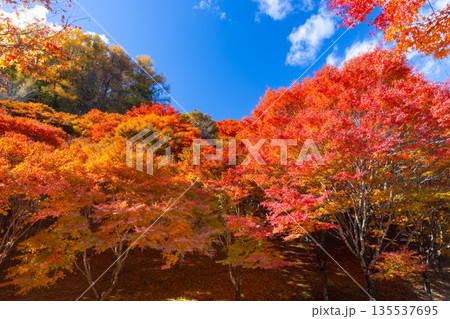長野県上伊那郡箕輪町東箕輪　紅葉の名所もみじ湖（箕輪ダム）竹の尾広場付近の鮮やかなモミジ 135537695