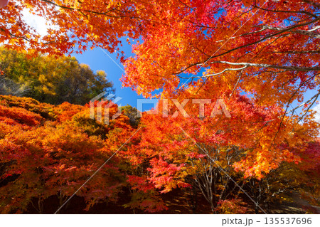 長野県上伊那郡箕輪町東箕輪　紅葉の名所もみじ湖（箕輪ダム）竹の尾広場付近の鮮やかなモミジ 135537696