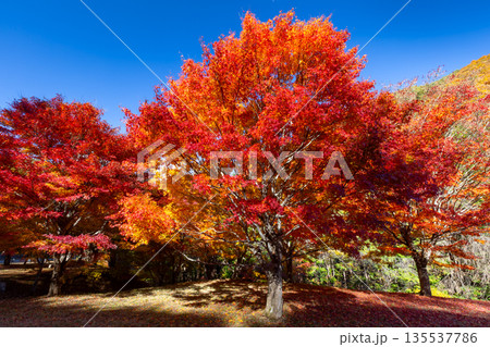 長野県上伊那郡箕輪町東箕輪　紅葉の名所もみじ湖（箕輪ダム）竹の尾広場付近の鮮やかなモミジ 135537786