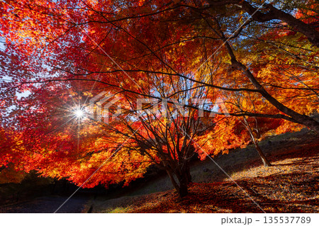 長野県上伊那郡箕輪町東箕輪 紅葉の名所もみじ湖(箕輪ダム)竹の尾広場付近の鮮やかな逆光のモミジ 長野県上伊那郡箕輪町東箕輪 紅葉の名所もみじ湖(箕輪ダム)竹の尾広場付近の鮮やかな逆光のモミジ 135537789