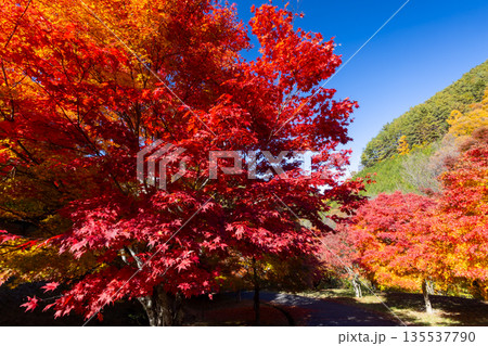 長野県上伊那郡箕輪町東箕輪　紅葉の名所もみじ湖（箕輪ダム）竹の尾広場付近の鮮やかなモミジ 135537790