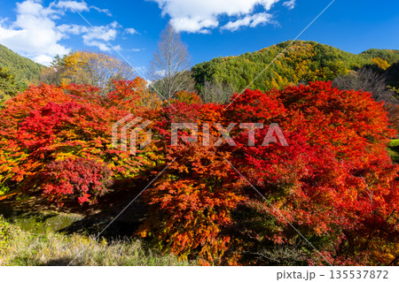 長野県上伊那郡箕輪町東箕輪　紅葉の名所もみじ湖（箕輪ダム）イベント広場付近の鮮やかなモミジと青空 135537872
