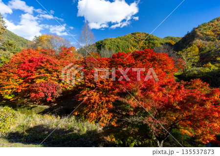 長野県上伊那郡箕輪町東箕輪　紅葉の名所もみじ湖（箕輪ダム）イベント広場付近の鮮やかなモミジと青空 135537873