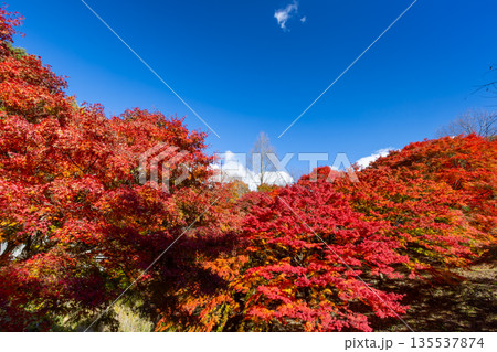 長野県上伊那郡箕輪町東箕輪 紅葉の名所もみじ湖(箕輪ダム)イベント広場付近の鮮やかなモミジと青空 長野県上伊那郡箕輪町東箕輪 紅葉の名所もみじ湖(箕輪ダム)イベント広場付近の鮮やかなモミジと青空 135537874
