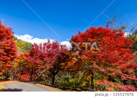 長野県上伊那郡箕輪町東箕輪　紅葉の名所もみじ湖（箕輪ダム）イベント広場に続く道のモミジ並木 135537978