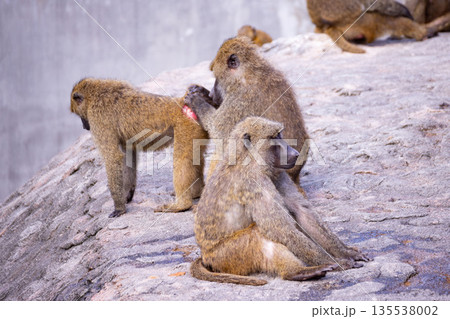 広島市安佐動物公園　毛づくろいをするアヌビスヒヒ 135538002