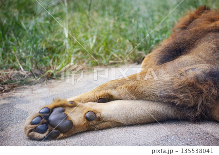 広島市安佐動物公園　ライオンの肉球 135538041