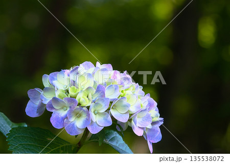 青い紫陽花 135538072