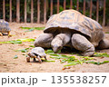広島市安佐動物公園　リクガメの親子 135538257
