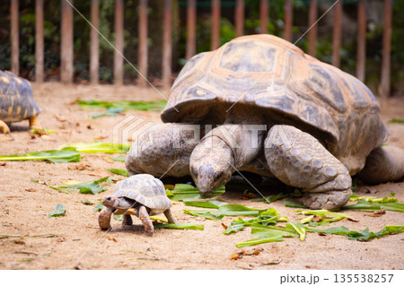 広島市安佐動物公園 リクガメの親子 広島市安佐動物公園 リクガメの親子 135538257
