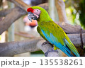 広島市安佐動物公園　ヒワコンゴウインコ 135538261