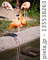 広島市安佐動物公園　ベニイロフラミンゴ  135538263