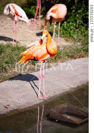 広島市安佐動物公園　ベニイロフラミンゴ  135538263