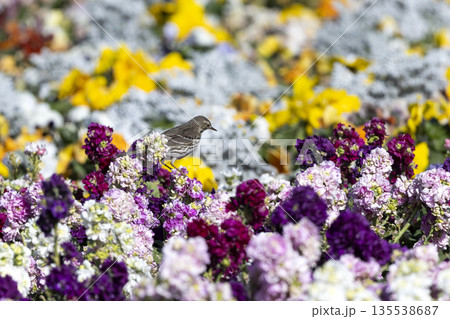 タヒバリ 135538687