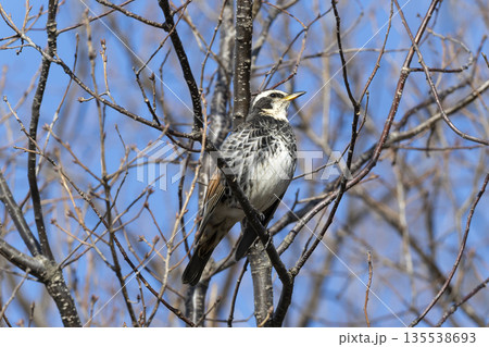 ツグミ 135538693