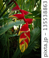 Exotic heliconia flower with red and yellow bracts in tropical garden, close-up of hanging bloom amid foliage, for vibrant flora and paradise stock images 135538863