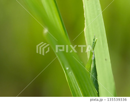 葉に止まるバッタ 135539336