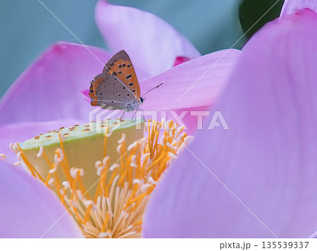 蓮の花にとまるベニシジミ 135539337