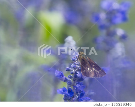 セージにとまる蝶 135539340