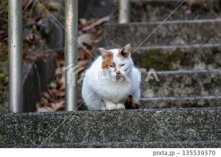 階段に座り込む三毛猫 135539370