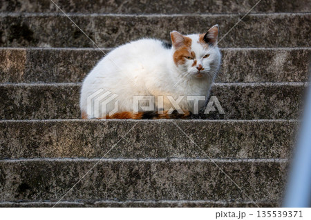 階段に座り込む三毛猫 階段に座り込む三毛猫 135539371