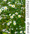 夏の野原に咲くヒメジョオン 135539452