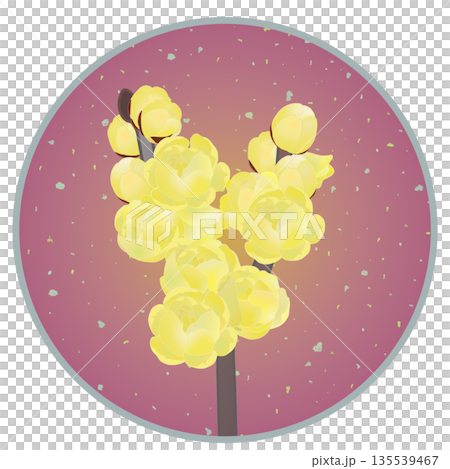 Illustration of wintersweet with a circular background 135539467